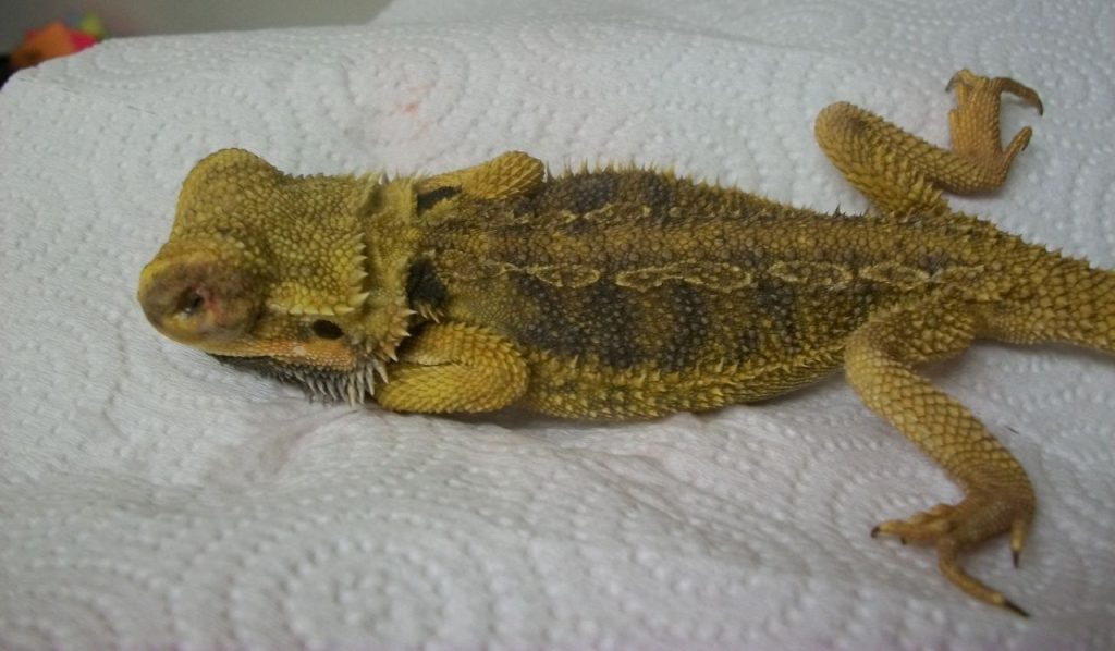 What causes low crickets consumption in baby bearded dragons?