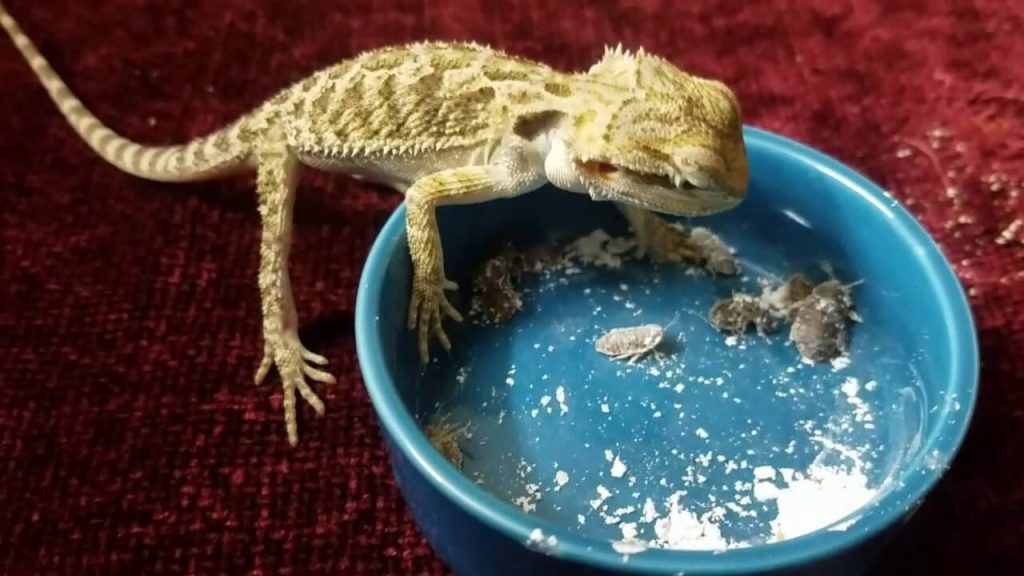 Baby Bearded Dragon Only Eating 5 Crickets a Day