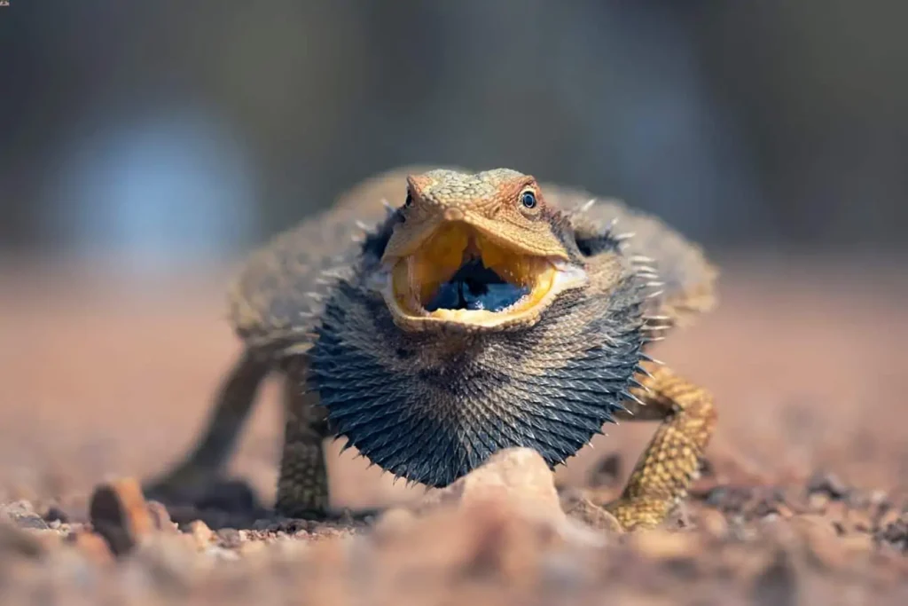How to Handle a Bearded Dragon Defense Mode?