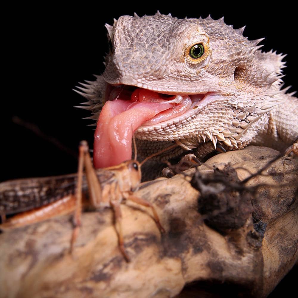 How Many Grasshoppers Can My Bearded Dragon Eat