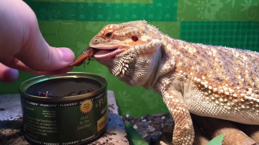 How to Feed Grasshoppers to Bearded Dragons