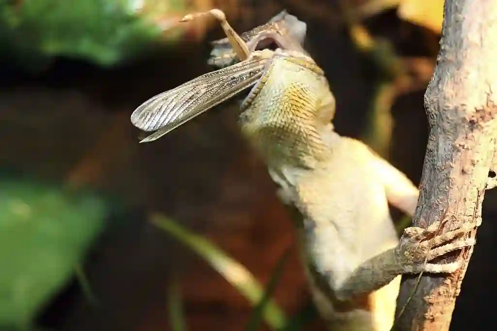 Can Bearded Dragons Eat Wild Grasshoppers