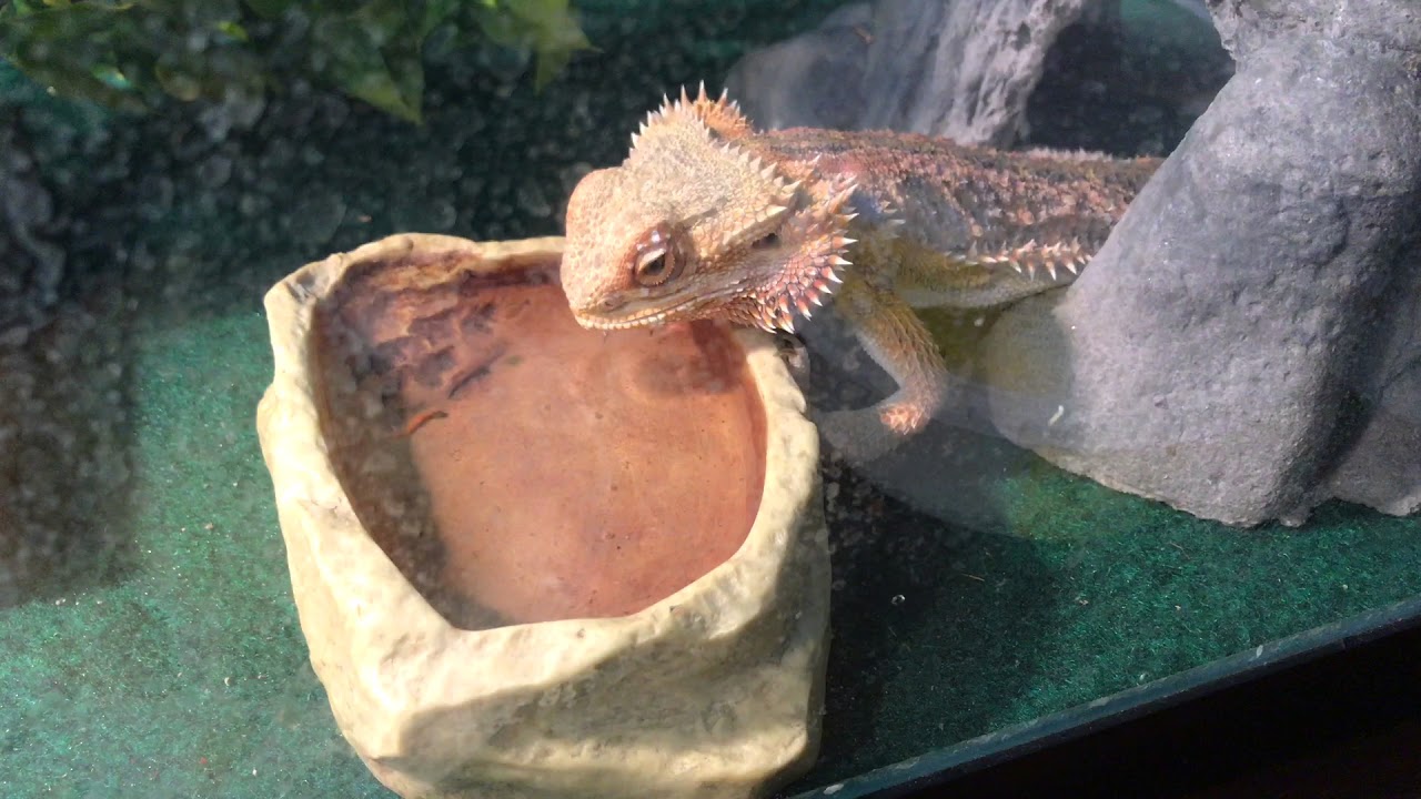 Can a Bearded Dragon Drink Too Much Water?