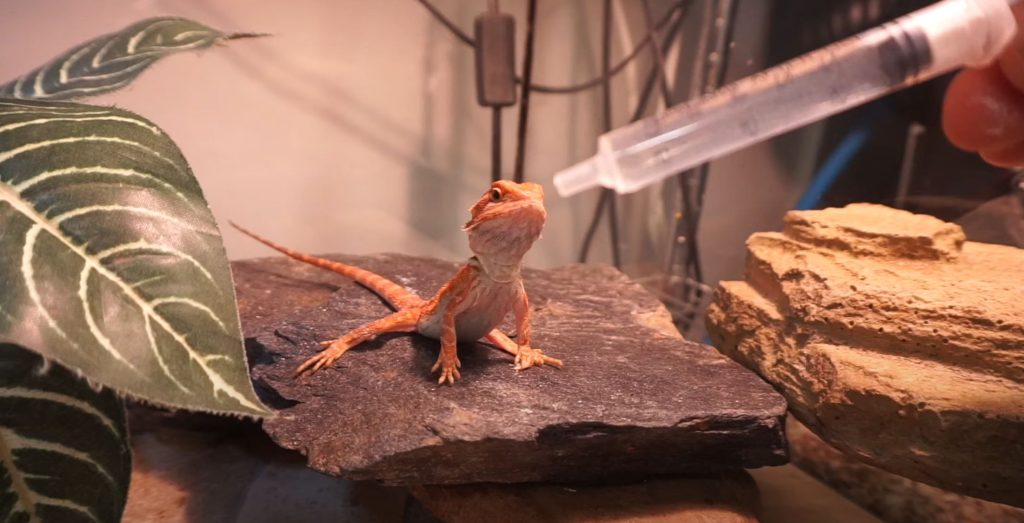 How Much Do Baby Bearded Dragons Drink?
