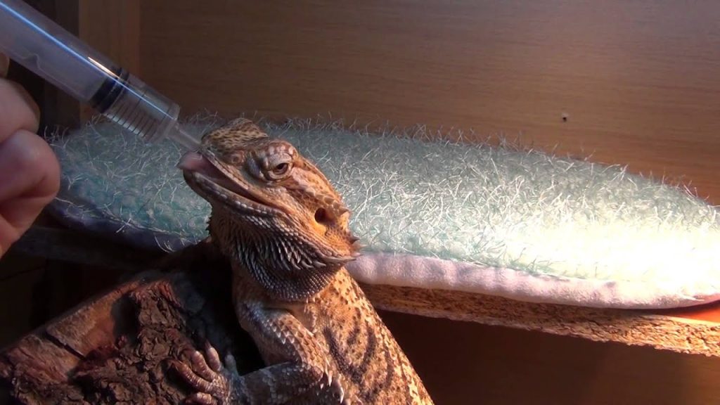 How Much Water Do Bearded Dragons Need? 
