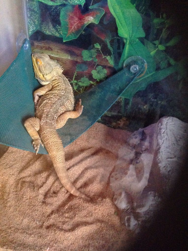 What Are The Signs of Overhydration For a Bearded Dragon?
