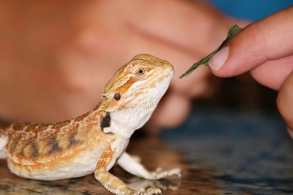 What are the typical feeding requirements for baby bearded dragons
