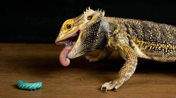 What risks does food restriction pose for baby bearded dragons?
