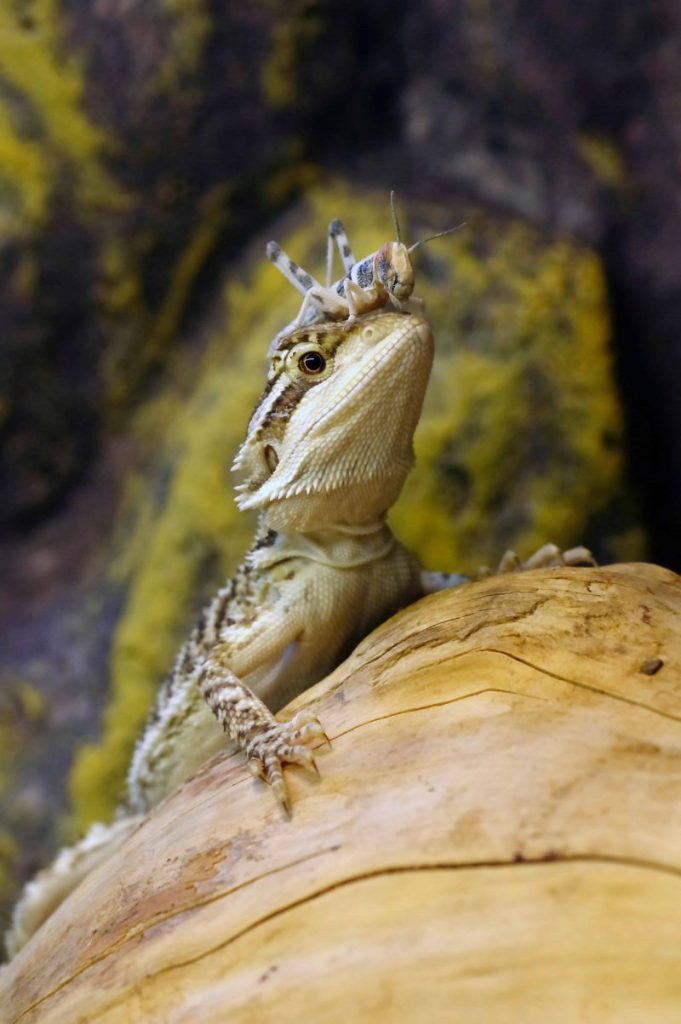 How do baby bearded dragons behave in the wild?