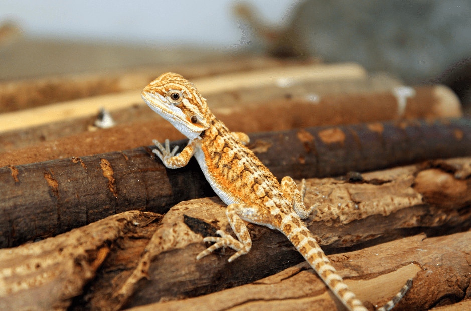 What are common baby bearded dragon behaviors?