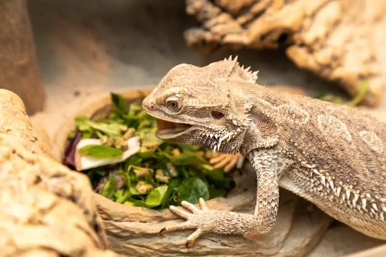 How to encourage healthy eating habits in baby bearded dragons?