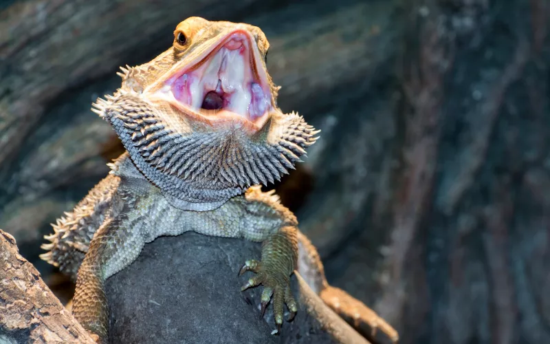 What are the signs of bearded dragon defense mode?