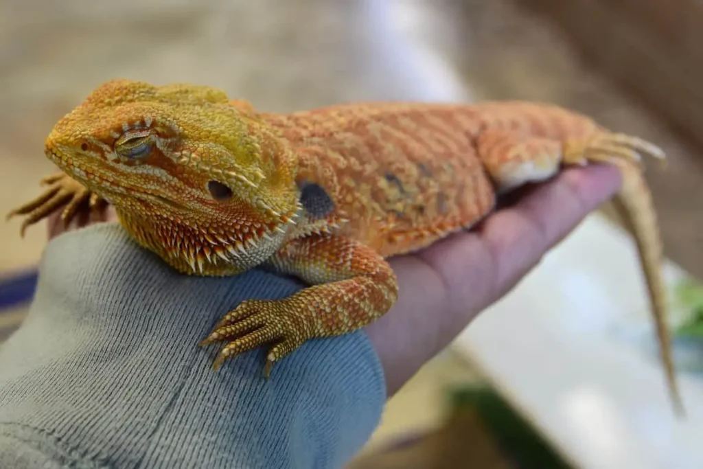 How to cope with the loss of a bearded dragon?