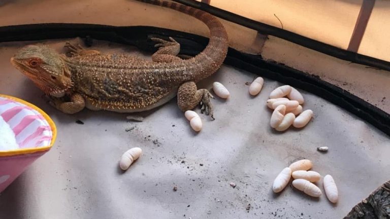 How Does Egg Color Reflect Bearded Dragon Health?
