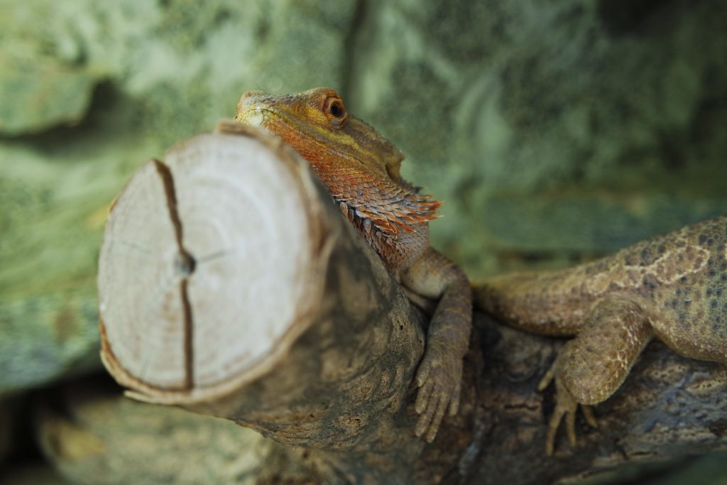 How do bearded dragons behave before death?