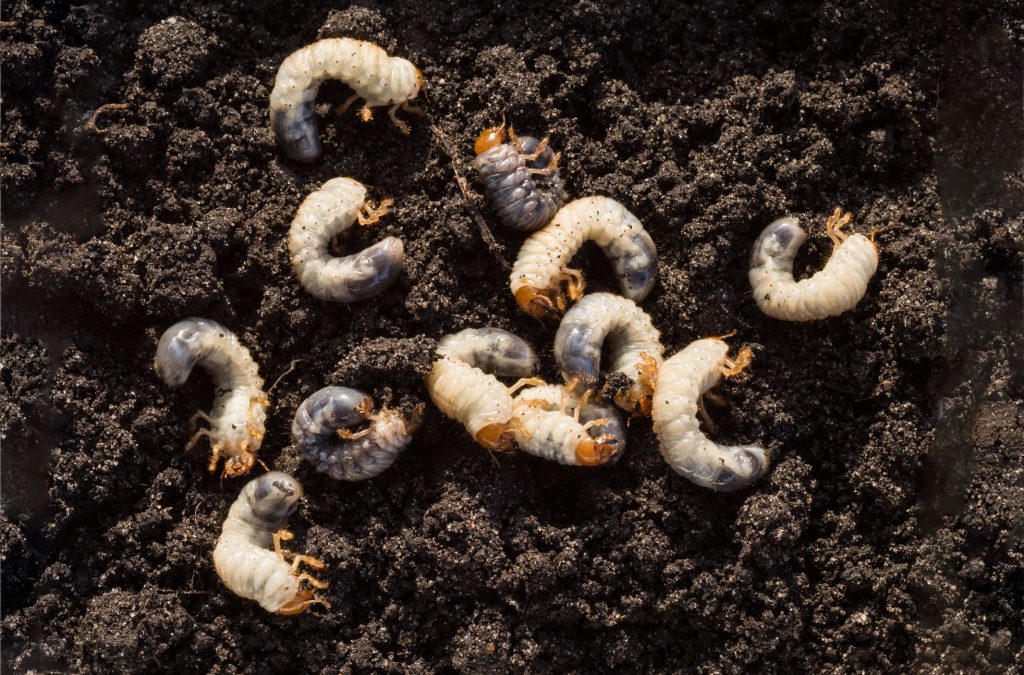 Which Grubs Are Suitable For Bearded Dragons