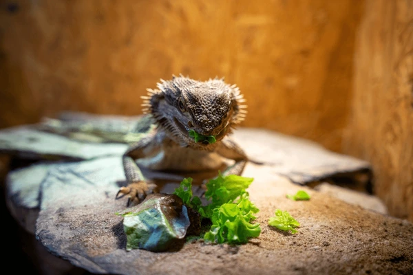 Can Bearded Dragons Eat Rapini? What Nutrients Does Rapini Offer?