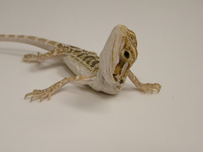 How to Recognize and Prevent Reptile Respiratory Infections in Bearded Dragons