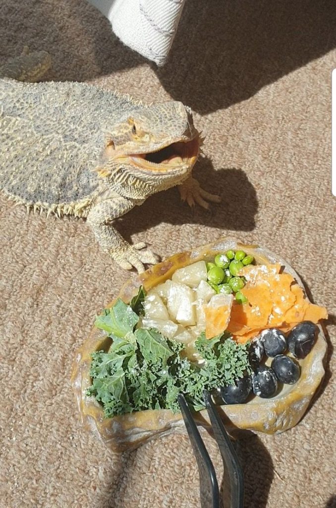 What Are The Alternatives to Mulberries For My Bearded Dragon?