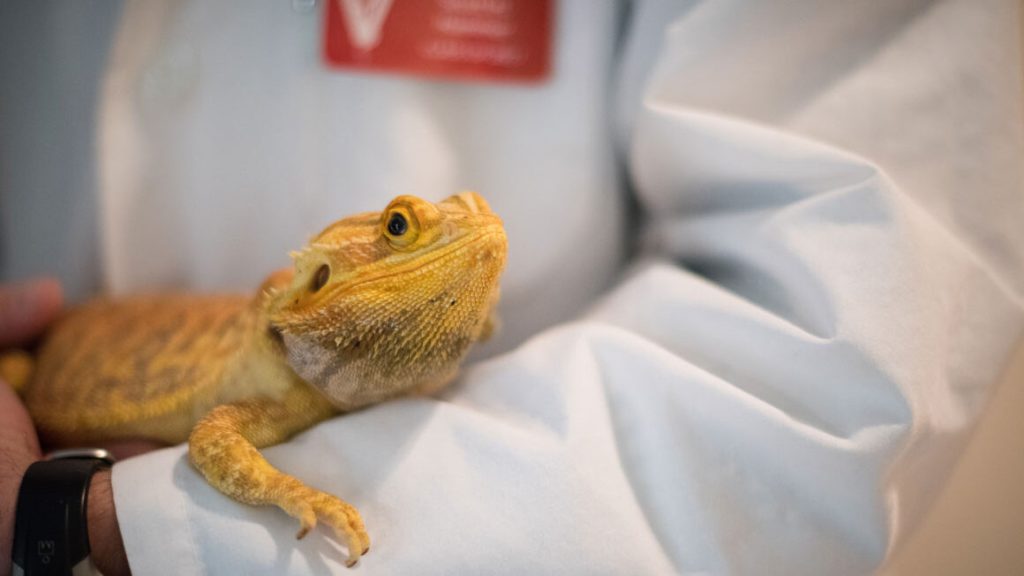 What to Do If Your Bearded Dragon Shows Signs of Illness