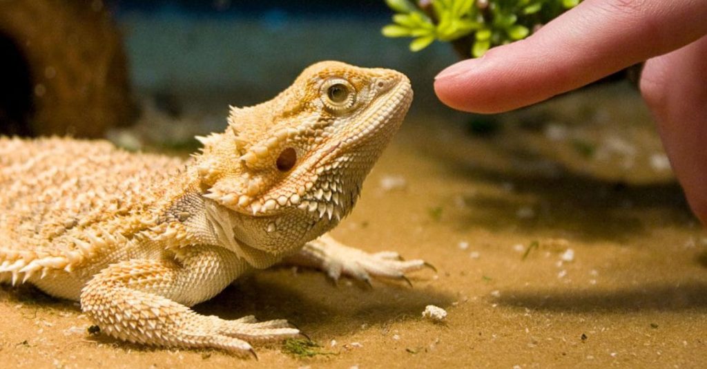 How to Bond With Bearded Dragons