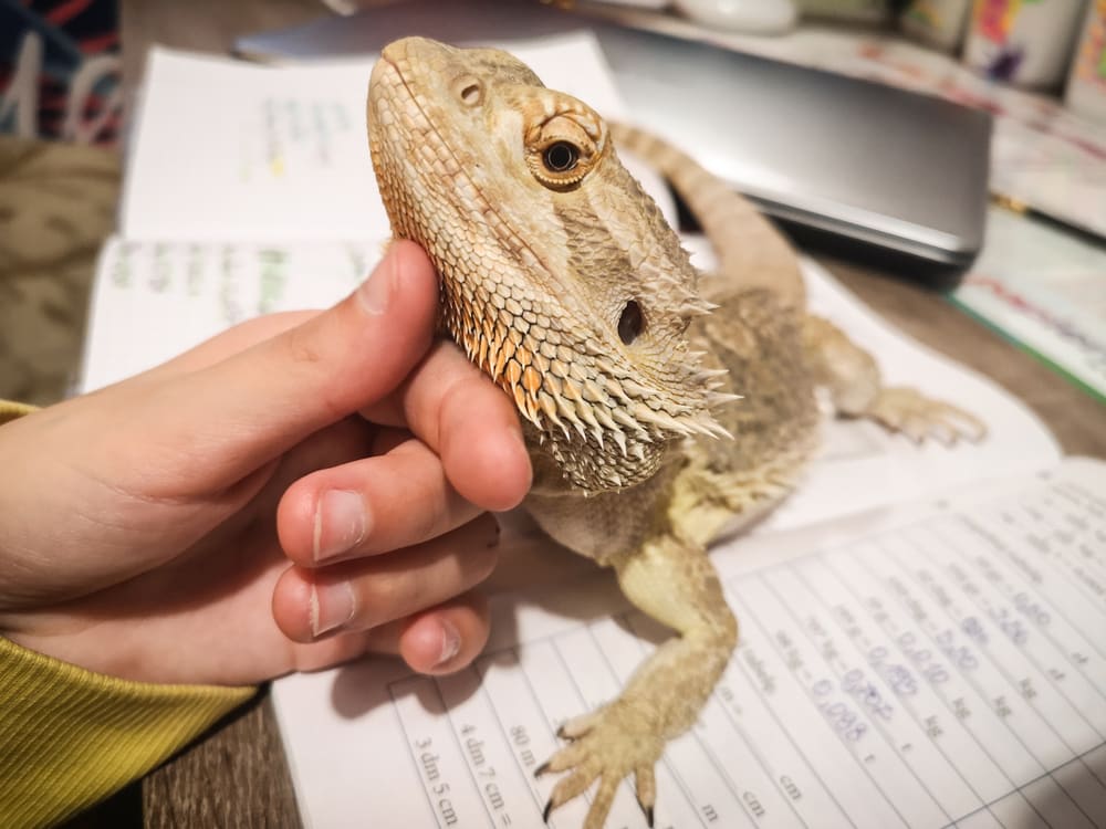 Are Bearded Dragons Affectionate? What are the signs of affection in bearded dragons