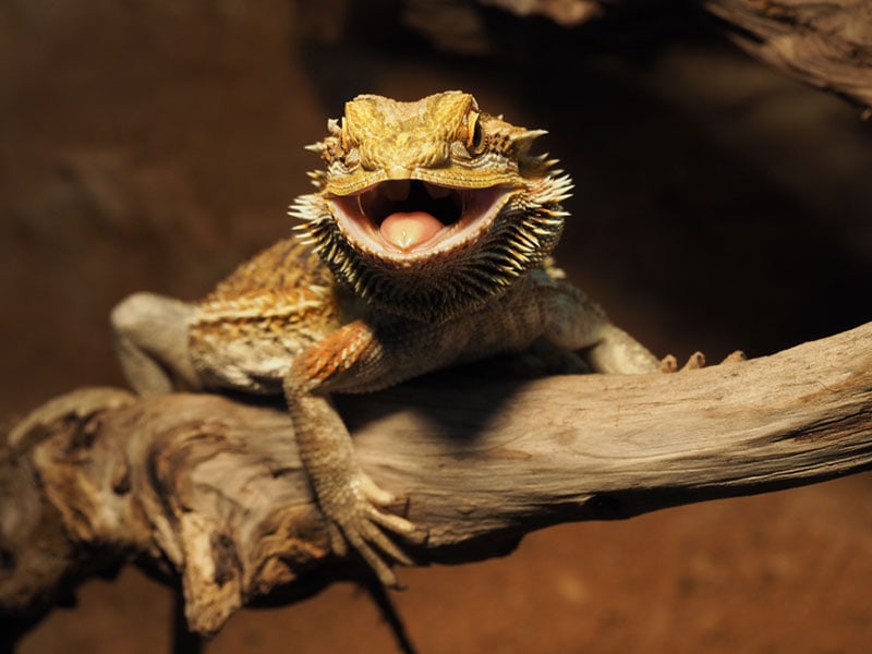 What Are Worrying Signs of a Bearded Dragon's Mouth Being Open