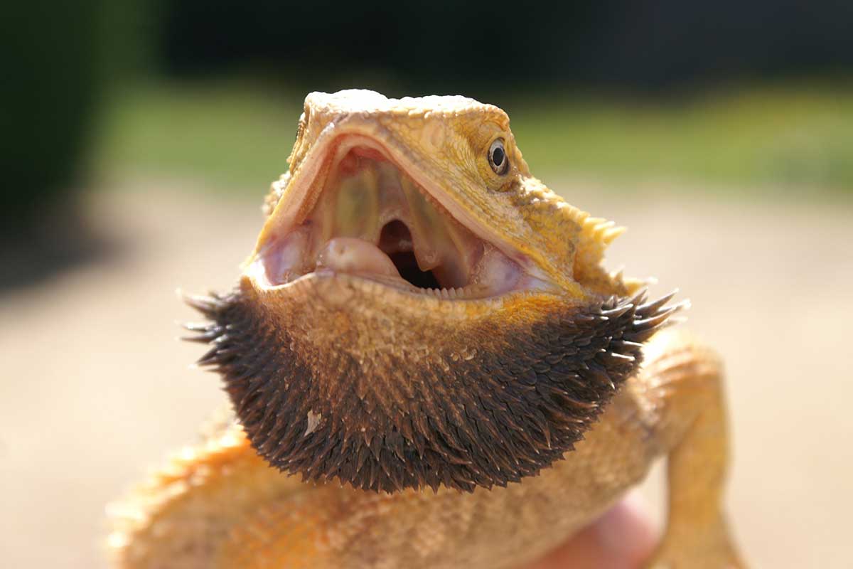 Bearded Dragon Open Mouth After Eating