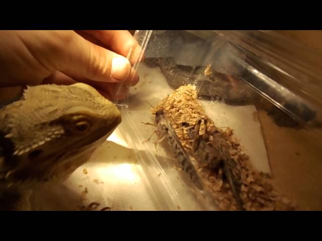 How to Feed Locusts to Bearded Dragons Safely