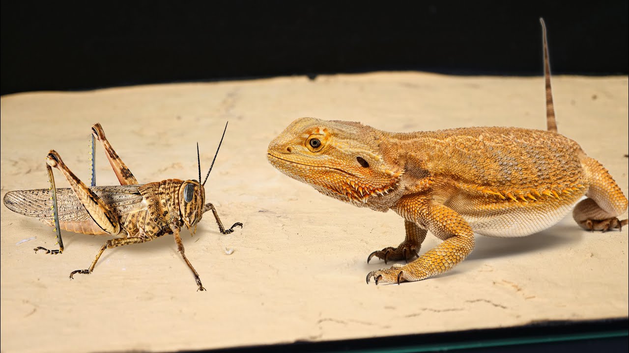 Can Bearded Dragons Eat Locusts