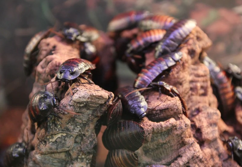 Is Leaving Dubia Roaches in the Tank Ideal for Bearded Dragon Enrichment