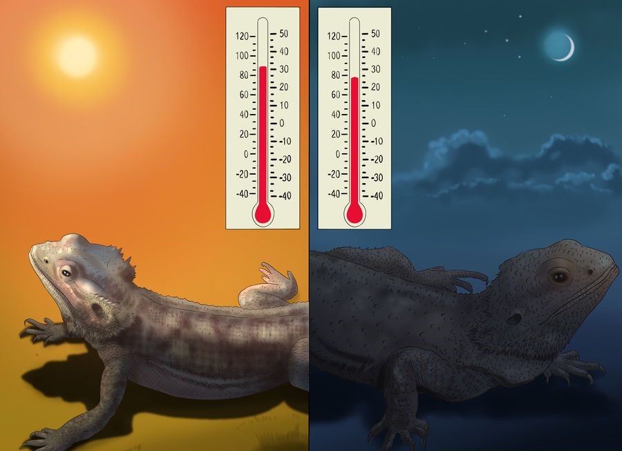 What Is The Best Temperature Range For Bearded Dragons