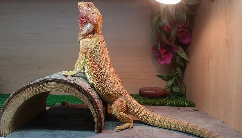 How Can You Keep Your Bearded Dragon Tank Warm At Night