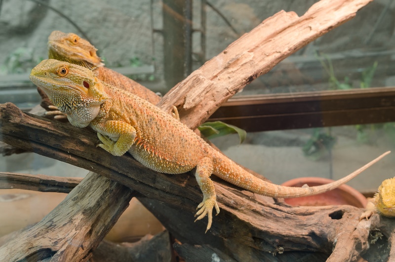 How to Maintain Ideal Humidity Levels for Bearded Dragons