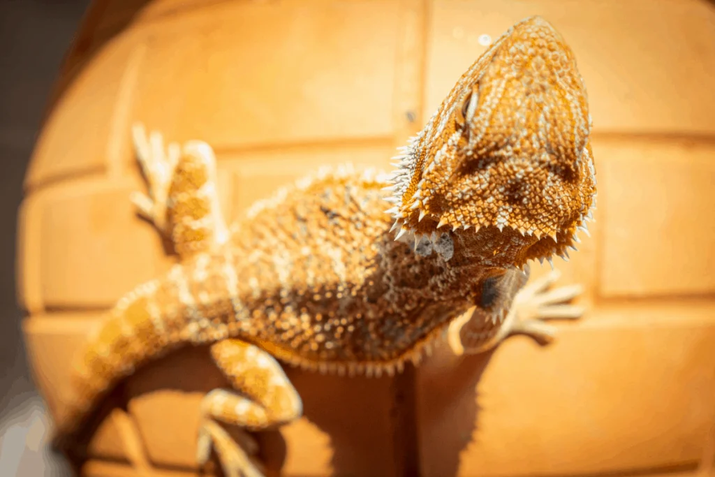What Are the Recommended Humidity Levels for Bearded Dragons