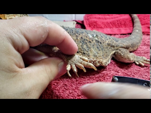 How to Prevent Bearded Dragon Nails from Curling