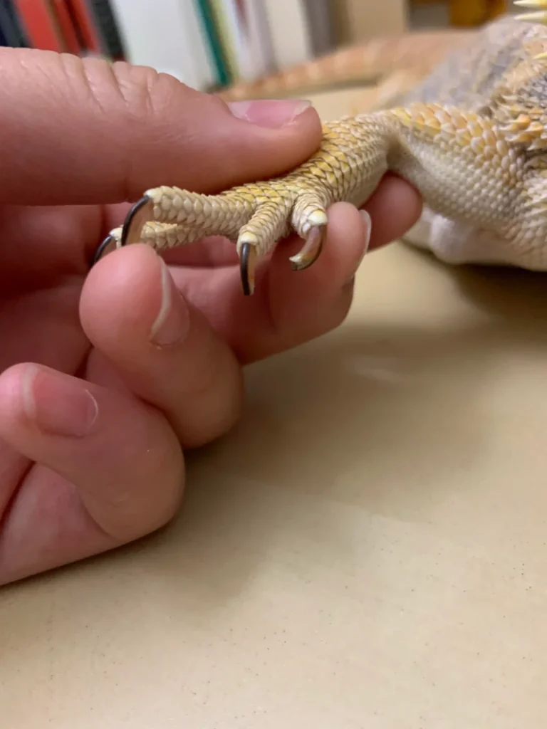 How to Address Bearded Dragon Nails Curling