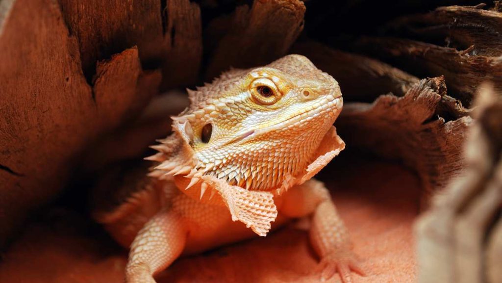 How To Tell If Bearded Dragon Is Too Hot