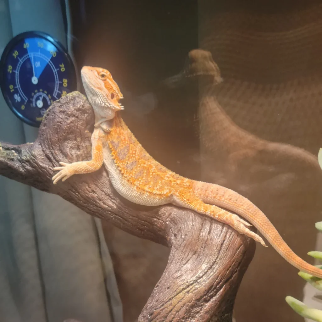 How To Maintain The Right Temperature For Your Bearded Dragon