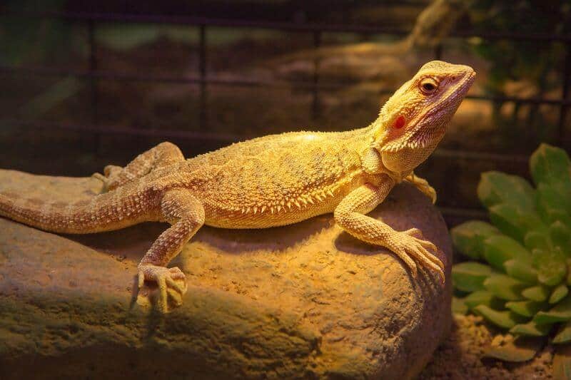 what temperature will kill a bearded dragon