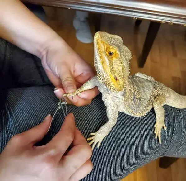 What are the Effective Treatments for Bearded Dragon Nails Curling