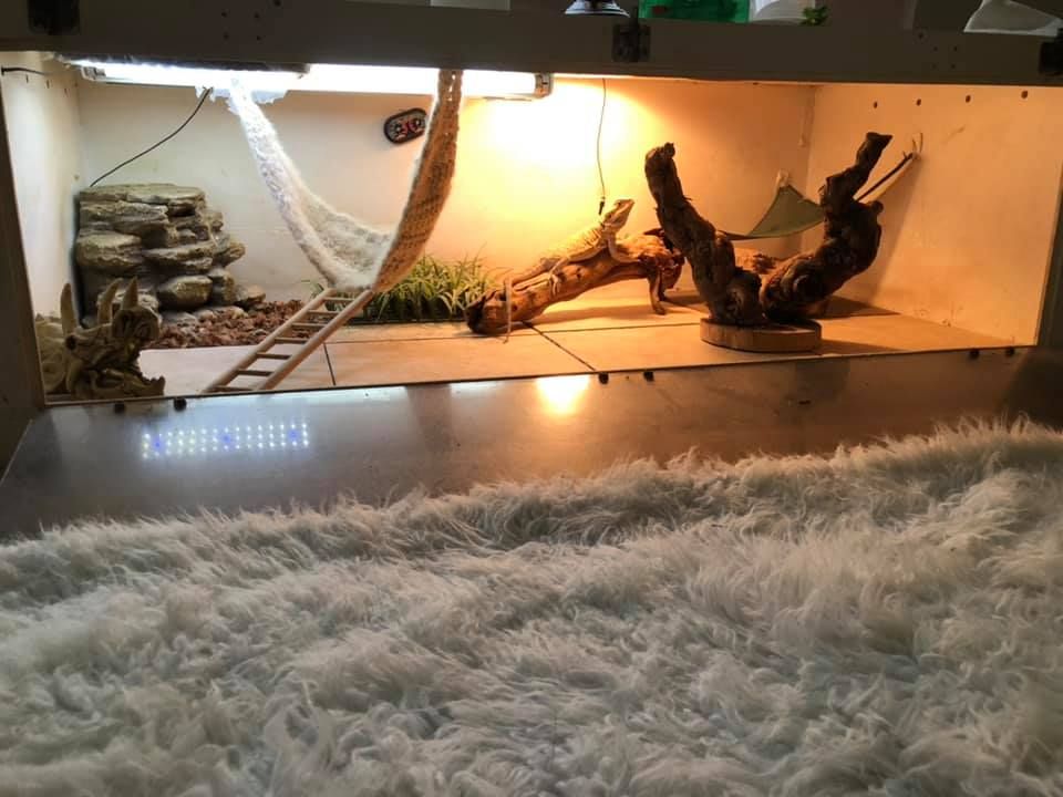 120 Gallon Bearded Dragon Tank Setup