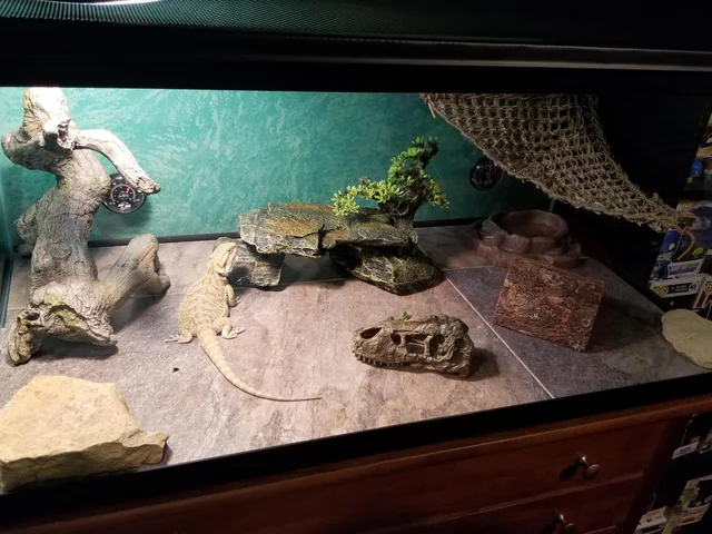 Is A 40 Gallon Tank Good For A Bearded Dragon