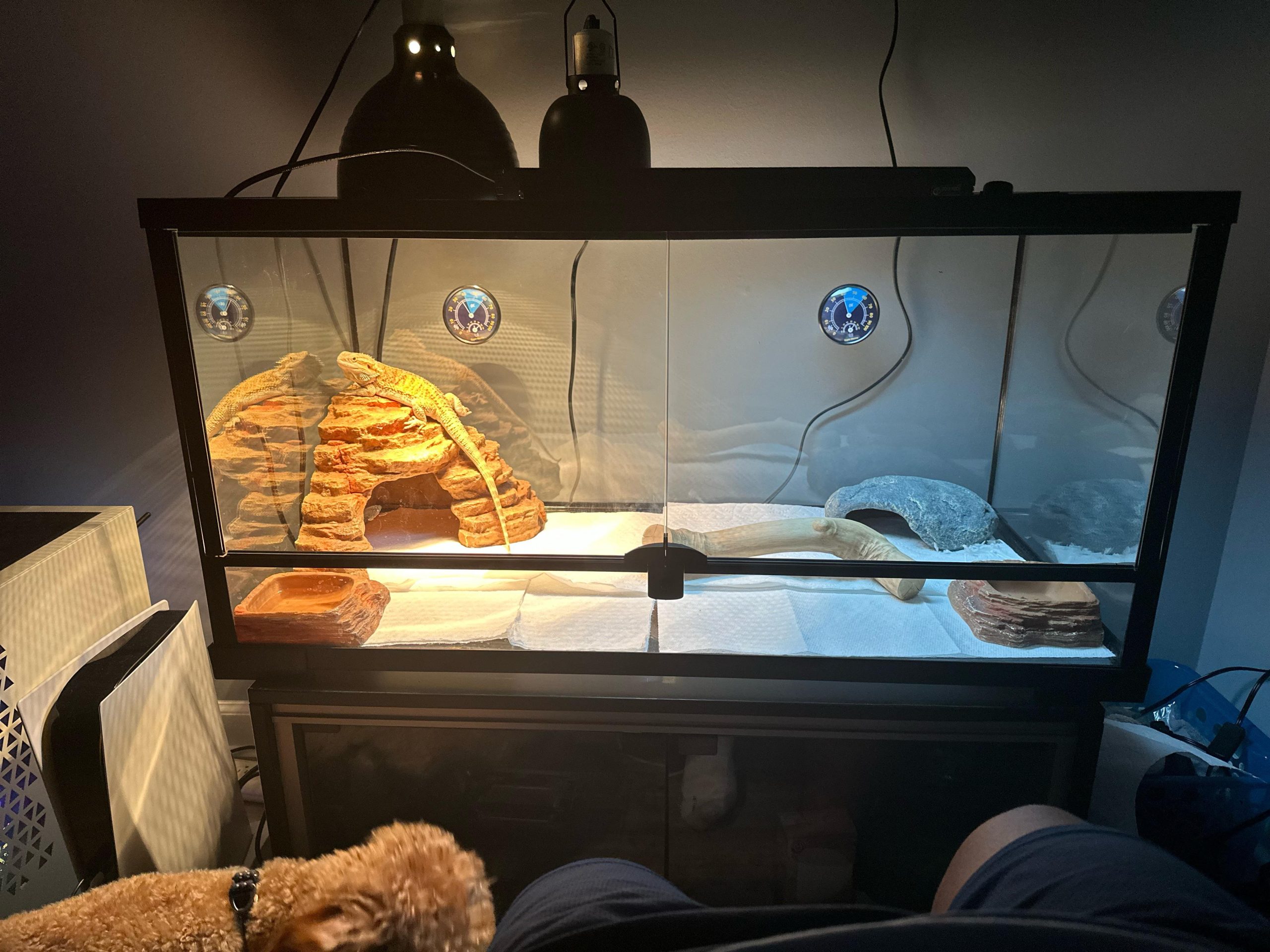 is a 40 gallon tank good for a bearded dragon