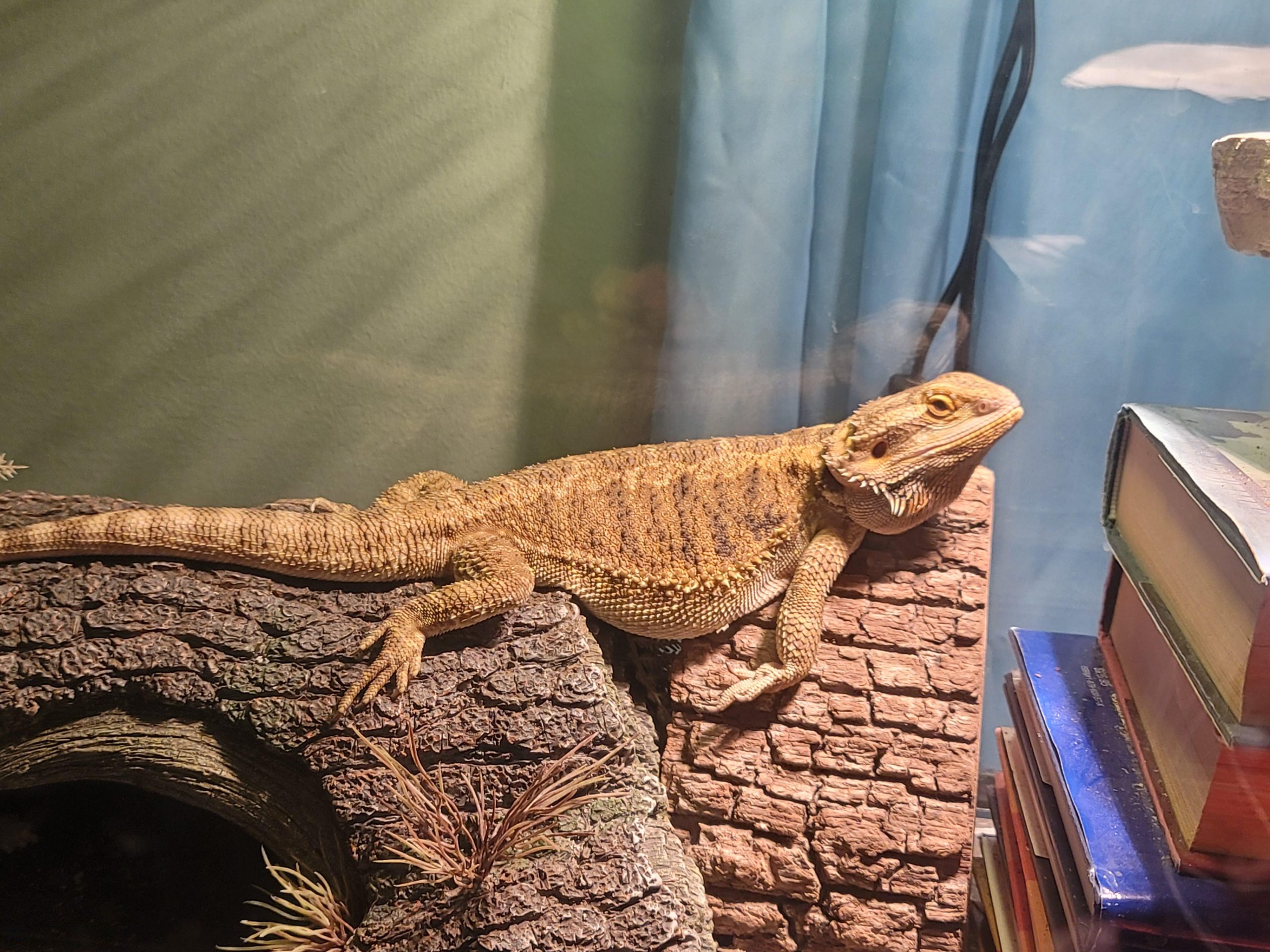 bearded dragon heat lamp burn