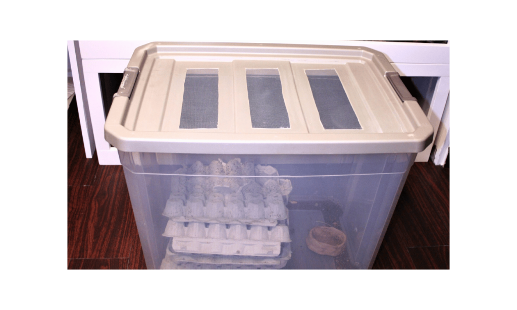 Dubia Roach Breeding Container