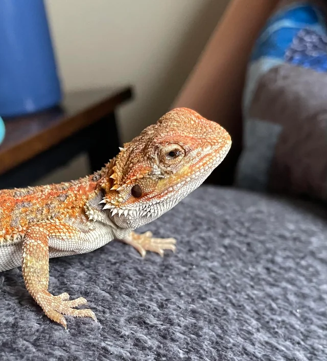 Solutions for Droopy Eyes in Bearded Dragons