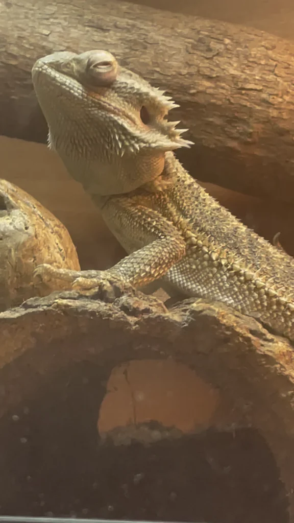 Common Causes of Bearded Dragon Droopy Eyes