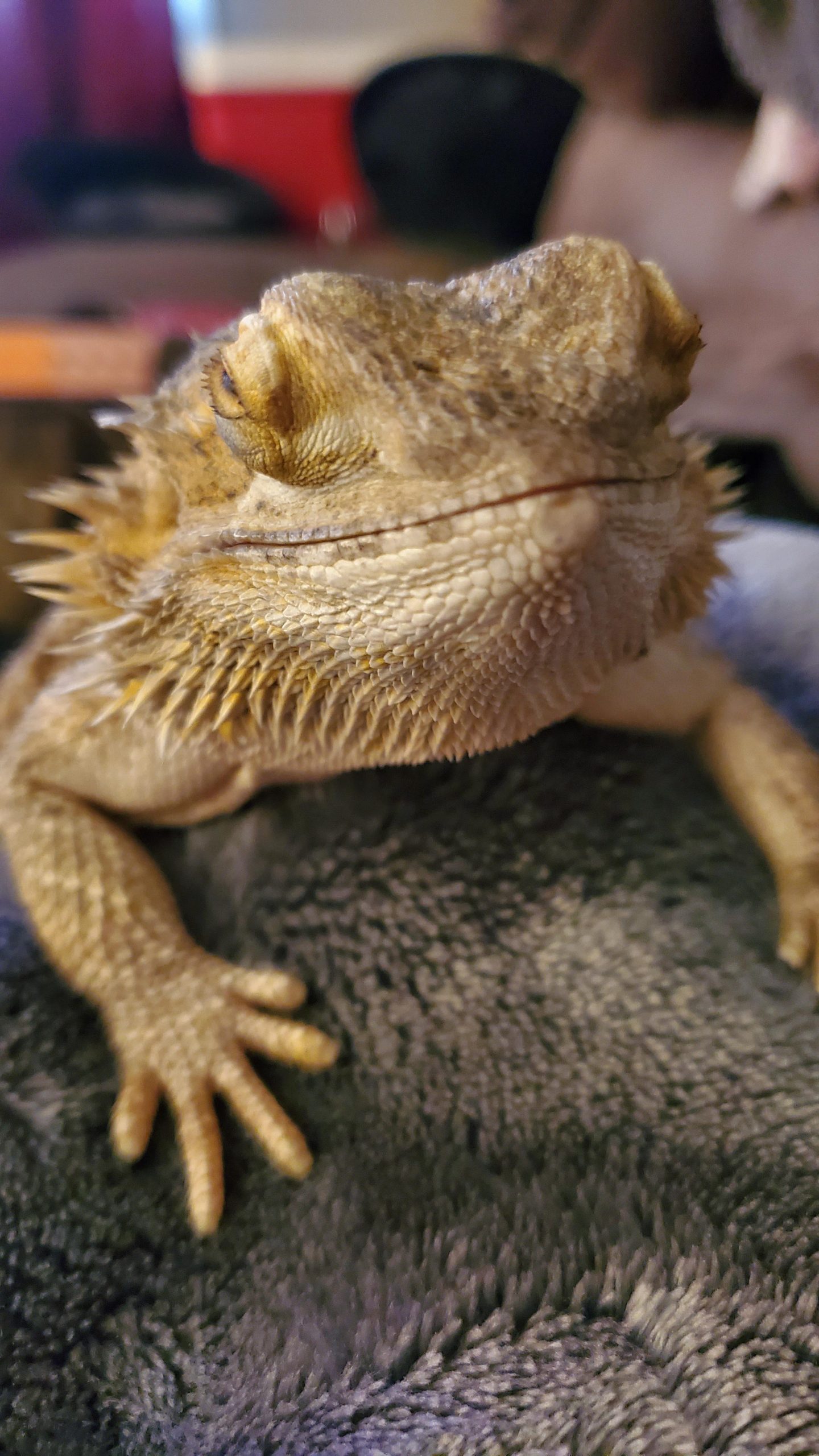 bearded dragon droopy eyes