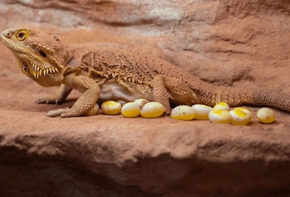 Can bearded dragons eat their own eggs